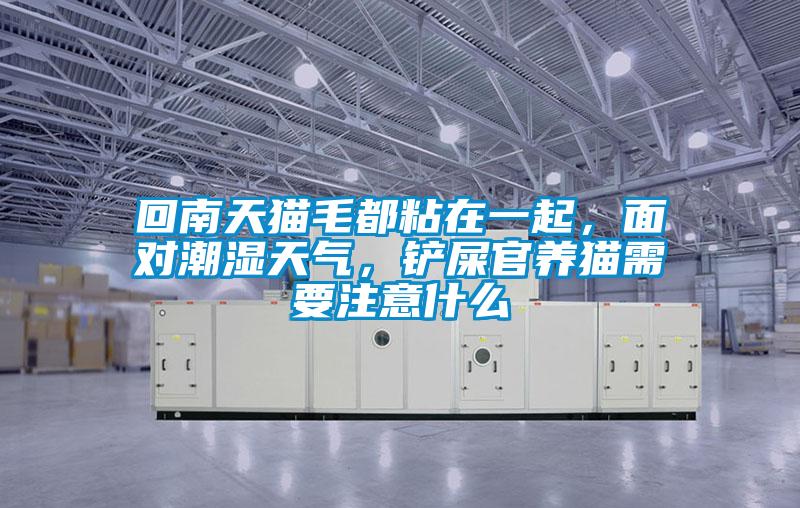 回南天貓毛都粘在一起，面對潮濕天氣，鏟屎官養(yǎng)貓需要注意什么