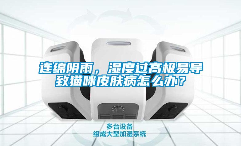 連綿陰雨，濕度過高極易導(dǎo)致貓咪皮膚病怎么辦？