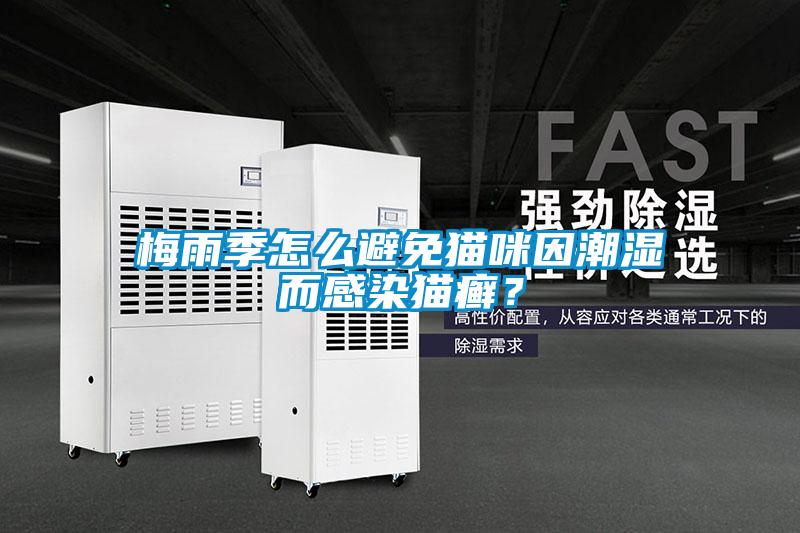 梅雨季怎么避免貓咪因潮濕而感染貓癬？