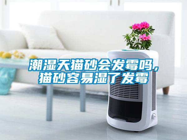 潮濕天貓砂會發(fā)霉嗎，貓砂容易濕了發(fā)霉