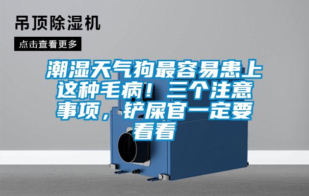 潮濕天氣狗最容易患上這種毛病！三個(gè)注意事項(xiàng)，鏟屎官一定要看看