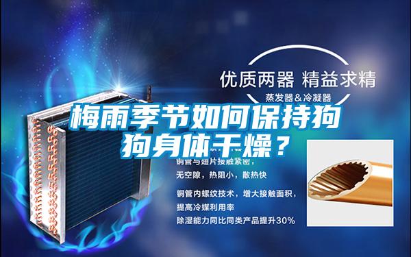 梅雨季節(jié)如何保持狗狗身體干燥？