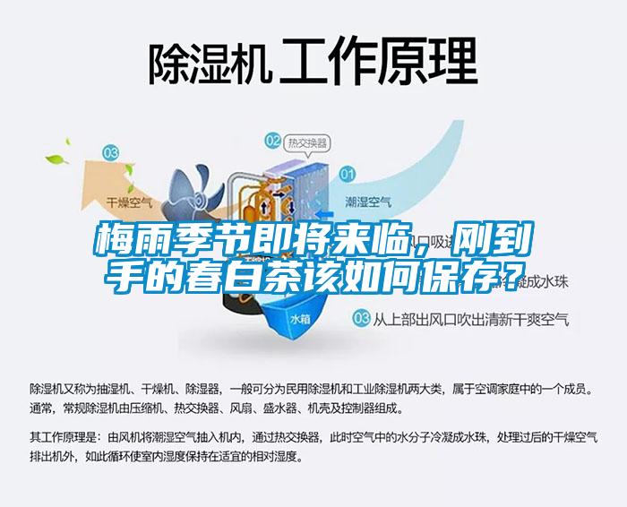 梅雨季節(jié)即將來臨，剛到手的春白茶該如何保存？