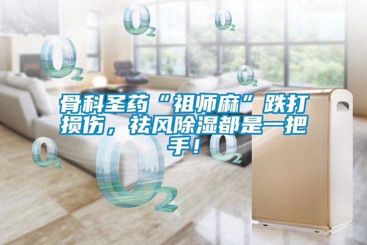骨科圣藥“祖師麻”跌打損傷，祛風除濕都是一把手！