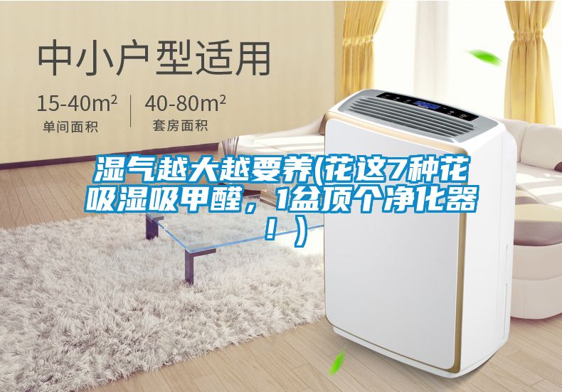 濕氣越大越要養(yǎng)(花這7種花吸濕吸甲醛，1盆頂個(gè)凈化器！)
