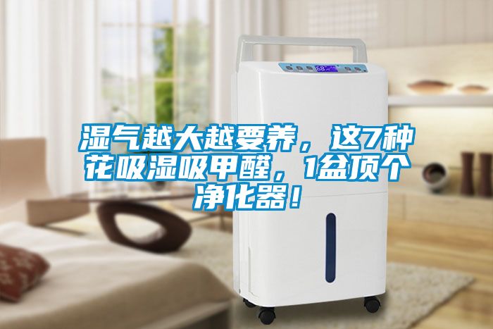 濕氣越大越要養(yǎng)，這7種花吸濕吸甲醛，1盆頂個凈化器！